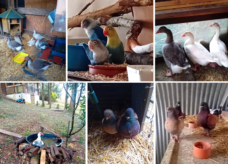 Bienvenue sur le site de l'association Un nid pour les Oiseaux