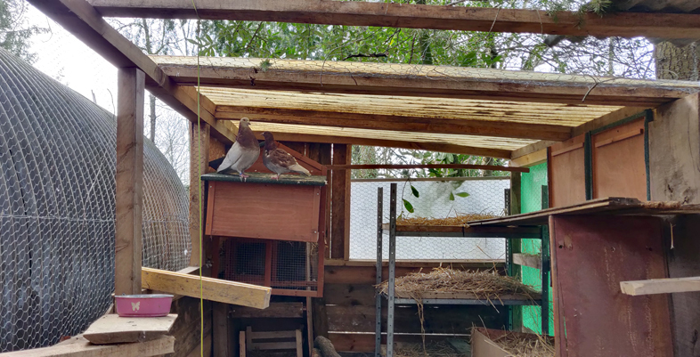 dans notre poulailler