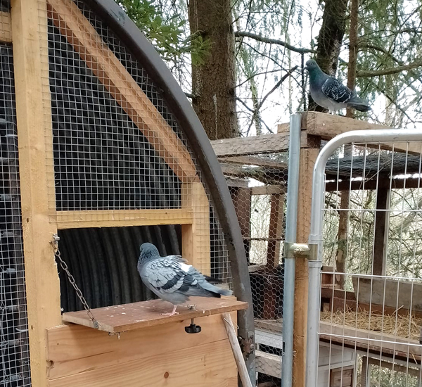 une de nos volières