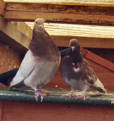 Lada faisait partie de nos pensionnaires permanents