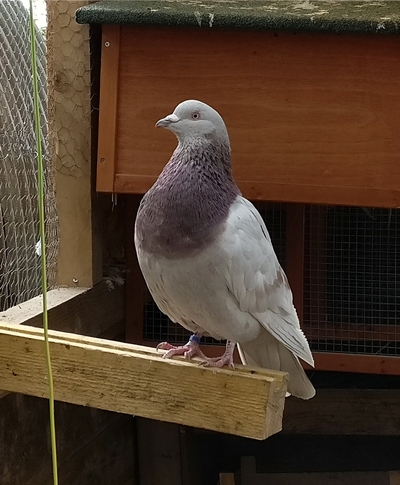 Bébert fait partie de nos pensionnaires permanents
