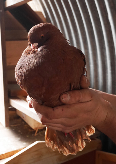 Brigitte faisait partie de nos pensionnaires permanents