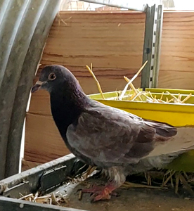 Evane faisait partie de nos pensionnaires permanents