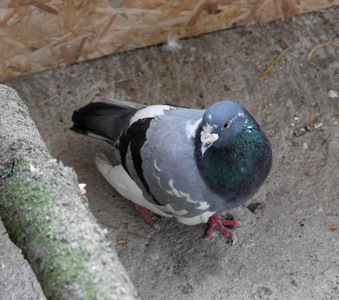 Gros Bec faisait partie de nos pensionnaires permanents