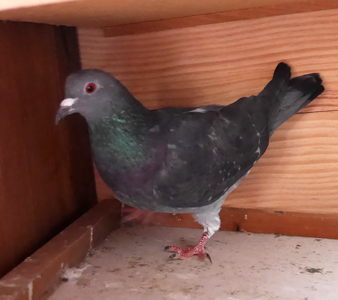 Grossepatte faisait partie de nos pensionnaires permanents