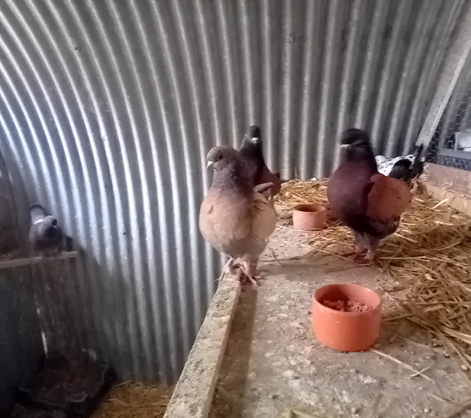 Pigeon Modène parmi nos pensionnaires permanents