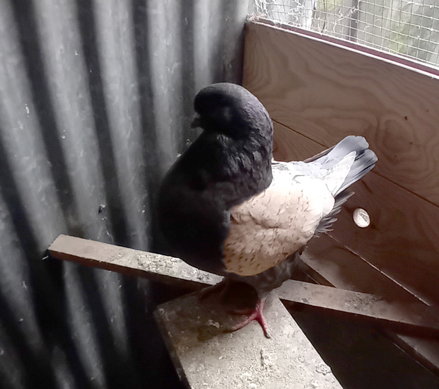 Pigeon Modène parmi nos pensionnaires permanents