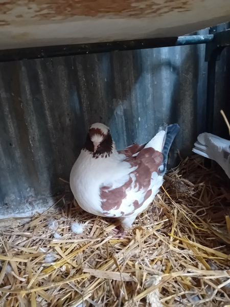 Pigeon Modène parmi nos pensionnaires permanents