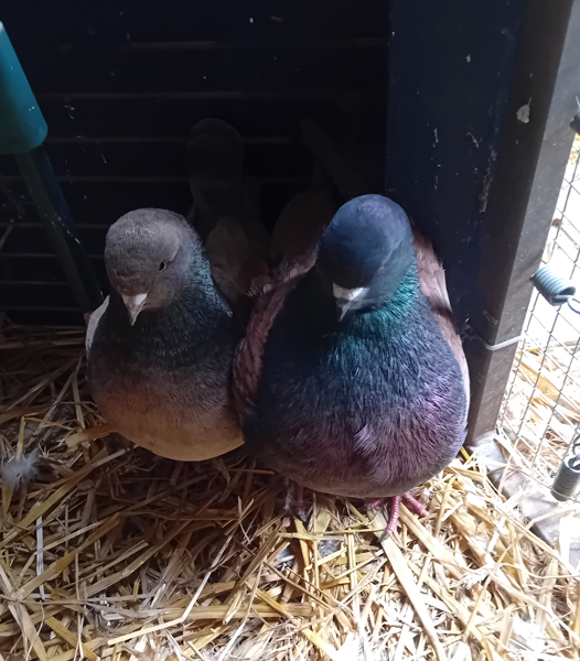 Pigeon Modène parmi nos pensionnaires permanents