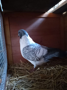 Nuage fait partie de nos pensionnaires permanents