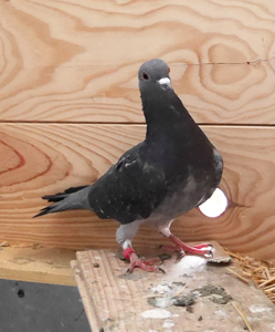 Pioupiou faisait partie de nos pensionnaires permanents