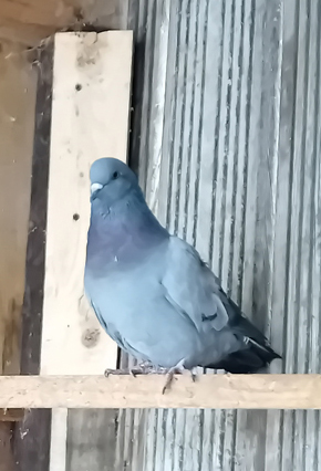 Plume fait partie de nos pensionnaires permanents