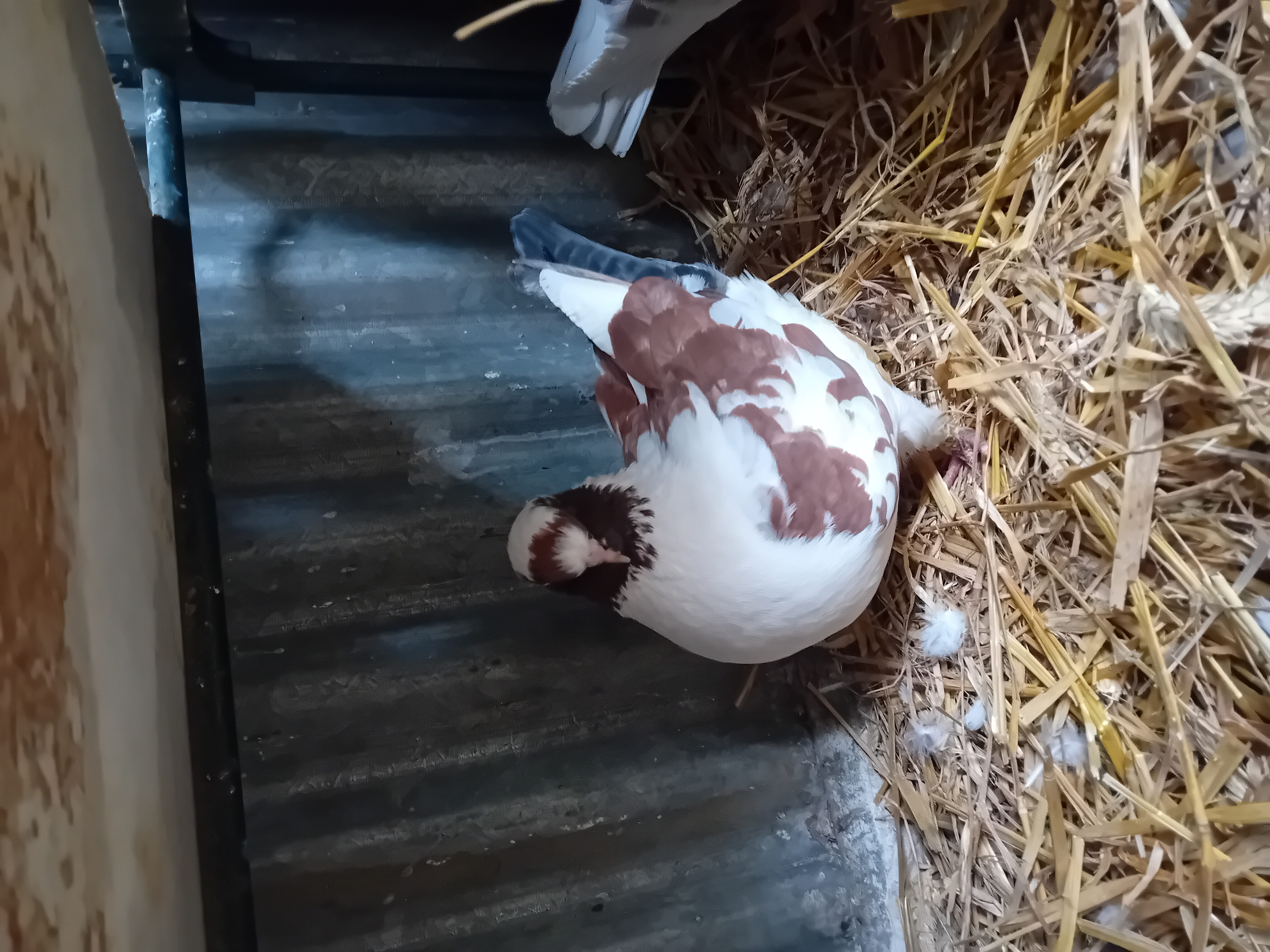 Pomponette fait partie de nos pensionnaires permanents