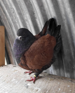 Régis faisait partie de nos pensionnaires permanents