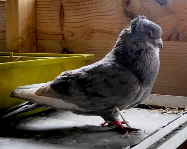 René fait partie de nos pensionnaires permanents