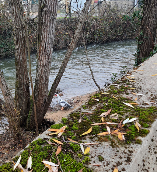 Saturnin fait partie de nos pensionnaires permanents