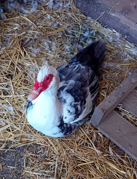 Saturnin fait partie de nos pensionnaires permanents