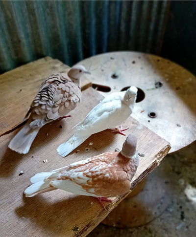 Tourterelle parmi nos pensionnaires permanents