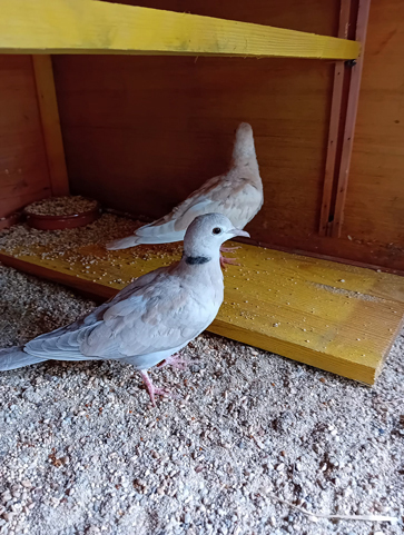 Tourterelle parmi nos pensionnaires permanents