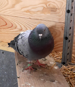 Willy fait partie de nos pensionnaires permanents